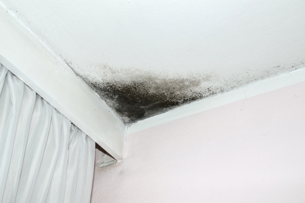 black mold on ceiling