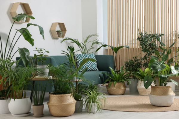 indoor plants placed in the living room to keep cool during summer